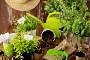 Ziołowskaz, czyli garść porad jak wyhodować własny ziołowy ogródek