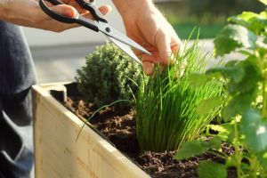 Jak sadzić warzywa z resztek? 5 sposobów na warzywa uprawiane w domu